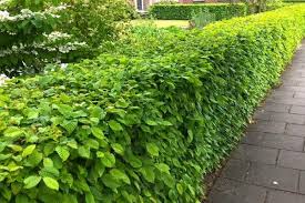 Buchenhecke Buche Fagus Sylvatica Blickdichte Hecken In 2020 Buchenhecke Hainbuchenhecke Bepflanzung