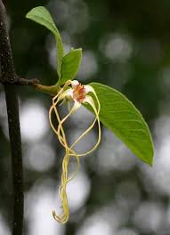 Image result for Strophanthus luteolus