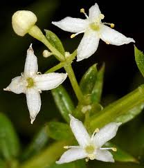 Image result for Galium