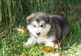 If so click here to browse all of our adorable puppies ready to find a new home. Giant Alaskan Malamute Puppies For Sale In Ohio Dogs Breeds And Everything About Our Best Friends