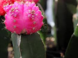 There are ongoing studies though at this point there are no proven results on humans. 1 465 Hylocereus Cactus Photos Free Royalty Free Stock Photos From Dreamstime