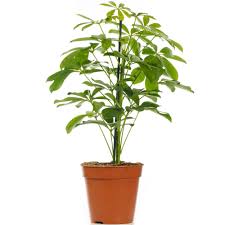 Find deals on products in gardening tools on amazon. Schefflera Nora Dwarf Umbrella Plant Houseplant Free Uk Delivery