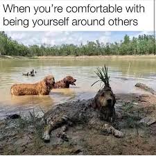 That S Little Old Dog Is Going To Belong To A Family That Can T Smell Funny Animal Memes Funny Animals Dog Memes