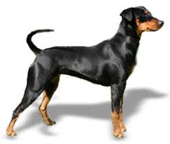 Der österreichische pinscher hält sich gerne im freien auf und liebt lange spaziergänge in der natur oder wanderungen. Deutscher Pinscher 1 Osterr Schnauzer Pinscherklub 1914