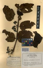 Image result for Psydrax subcordata