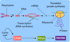Note that the redundant codons are usually different at the third base. Dna Rna Transcription Translation Test Quiz Quizizz