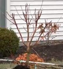 Check spelling or type a new query. When To Prune Japanese Maple Trees Mike S Backyard Nursery