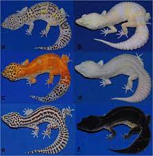 The leopard gecko refers to three of five species of the genus eublepharis, native to the middle east and asia. Examples Of Leopard Gecko Colour Morphs Wild Type A With A Normal Download Scientific Diagram