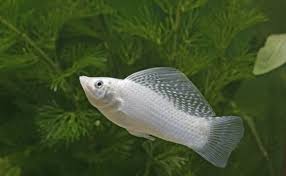 Anda mungkin pernah mendengar sebelumnya bahwa ikan guppy sangat bervariasi pola, warna, dan bentuk ekornya. 12 Jenis Ikan Molly Termahal Hingga Terfavorit Untuk Dipelihara