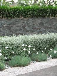 Carlesii), which offer fragrant flowers, or for varieties that develop red or black berries.snowball viburnum (v. Screen Stars 10 Hedging Plants With Punch And Panache Houzz Nz