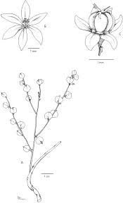 Image result for Phyllanthus bernierianus