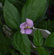 Image result for Vigna vexillata