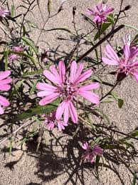 Image result for Schkuhria pinnata