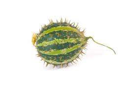 Image result for Cucumis myriocarpus