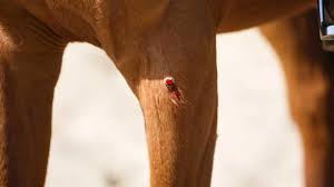 Image result for Glanders