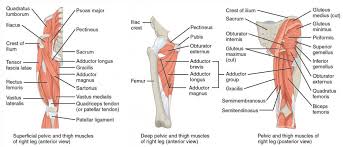 appendicular muscles of the pelvic girdle and lower limbs