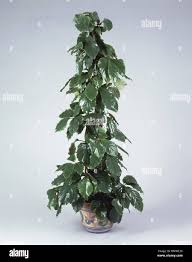 Image result for Tetrastigma