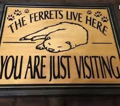 Pin By Christine Macdonald On Ferrets Otters Cute Ferrets Ferret Funny Ferrets