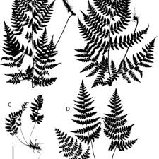 Image result for Triplophyllum protensum