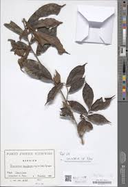 Image result for Uvariastrum