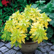From trees to shrubs our evergreen plants are sure to provide visual. Buy Evergreen Shrubs J Parker Dutch Bulbs