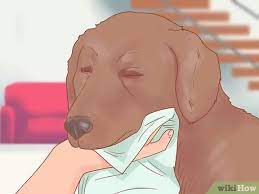 How To Care For A Dog After It Has Just Vomited With Pictures