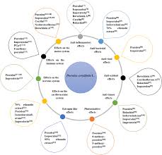 Image result for Psoralea glabra