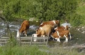 Sistemul de gospodarire a apelor director tudorel trâmbitasu str. Cum Explica Sistemul De GospodÄrire A Apelor Alba SomaÈia PrimitÄ De Un Fermier Din JudeÈul Alba Cu Privire La Plata Pentru Taxa De AdÄpat Ziarul Unirea