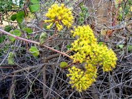 Image result for Solanecio cydoniifolius