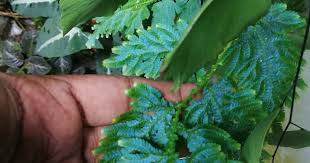 Image result for Selaginella nivea