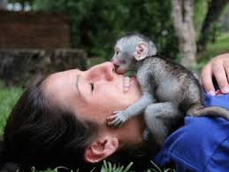 Baby pocket monkey for sale. Ukcapuchin Marmoset Monkey On Sale Home Facebook