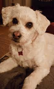 Pet holiday photos at Ben's Barketplace in Campbell