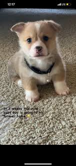 Purina Pro Plan for puppies recommendations