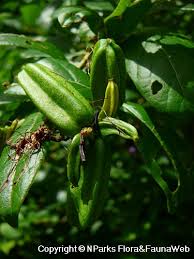 Image result for Combretum constrictum