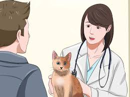 Why your cat won't eat. How To Help A Cat Not Throw Up 11 Steps With Pictures Wikihow