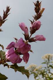 Image result for Acanthopale pubescens