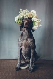 Check spelling or type a new query. Dogs With Flowers Dogswflowers Twitter
