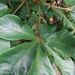 Image result for Vitex ferruginea