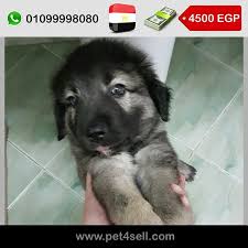 مصر القاهرة للبيع جرو كوكيجن 50 يوم واخد كل التطعيمات pet4sell dogs animals