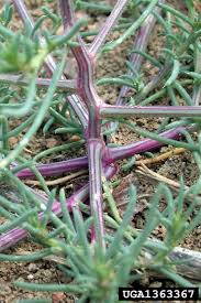 Image result for Salsola
