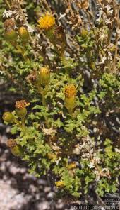 Image result for Oreophyton