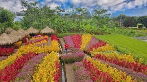 Seperti bunga celosia, melampodium, bunga impatiens, bunga salvia, bunga geranium, dan masih banyak jenis bunga lainnya. Pesona Taman Bunga Kadung Hejo Di Pandeglang Backpacker Jakarta