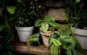 Great discounts, free shipping, cash on delivery on eligible purchases. Bangkok S Best Plant Markets To Create Your Own Green Oasis