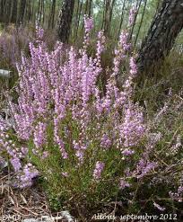 Calluna Vulgaris Bruyere Commune Belles Fleurs Fleurs Et Fleurs De France
