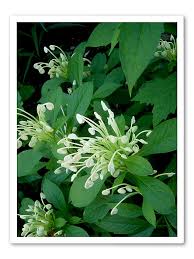 Image result for Clerodendrum incisum