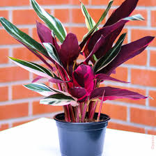 Image result for stromanthe