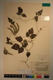 Image result for Dolichos trilobus