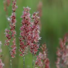 Image result for Melinis nerviglumis