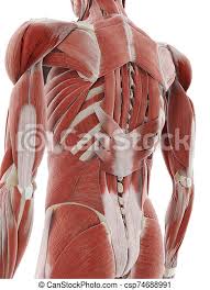True muscles of the back that lie deep to the thoracolumbar fascia. 3d Rendered Medically Accurate Illustration Of The Deep Back Muscles Canstock