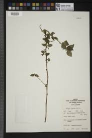 Image result for Acalypha bipartita